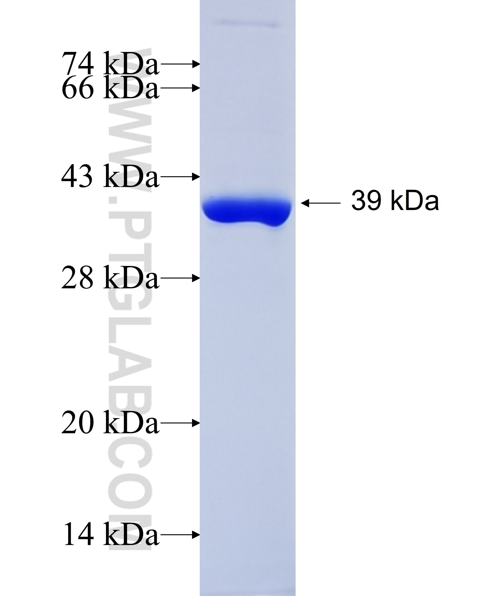 FAM49B fusion protein Ag14280 SDS-PAGE