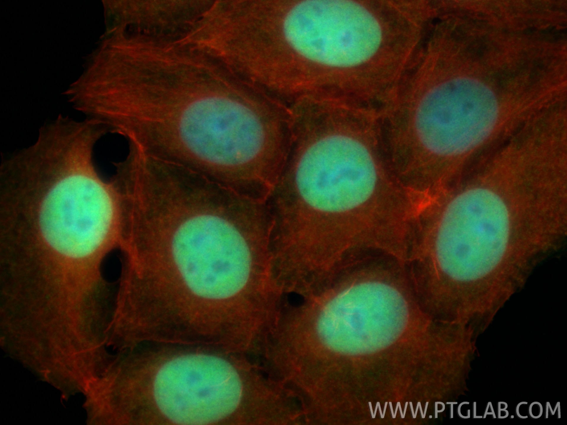 Immunofluorescence (IF) / fluorescent staining of MCF-7 cells using FAM50A Polyclonal antibody (19849-1-AP)