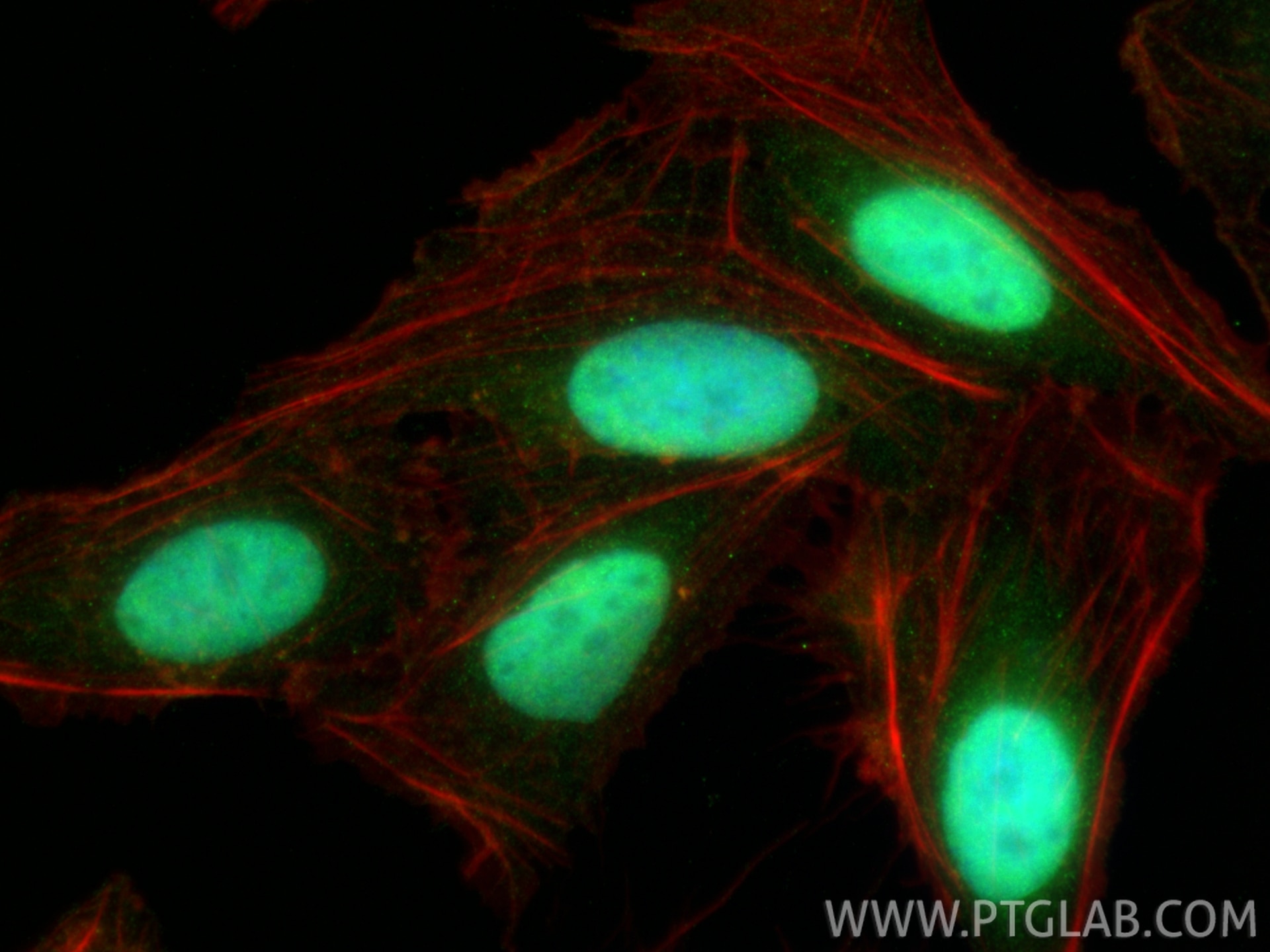 Immunofluorescence (IF) / fluorescent staining of U2OS cells using FAM50A Polyclonal antibody (19849-1-AP)