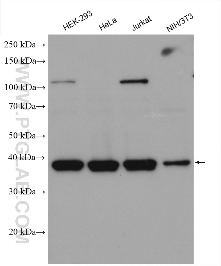 Western Blot (WB) analysis of various lysates using FAM50A Polyclonal antibody (19849-1-AP)