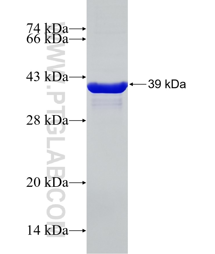 FAM50A fusion protein Ag13907 SDS-PAGE