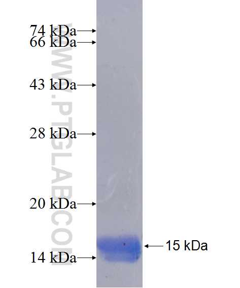 FAM50A fusion protein Ag14095 SDS-PAGE