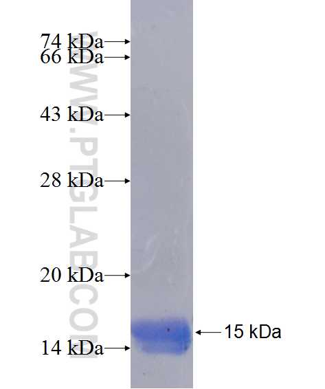 FAM50A fusion protein Ag14095 SDS-PAGE