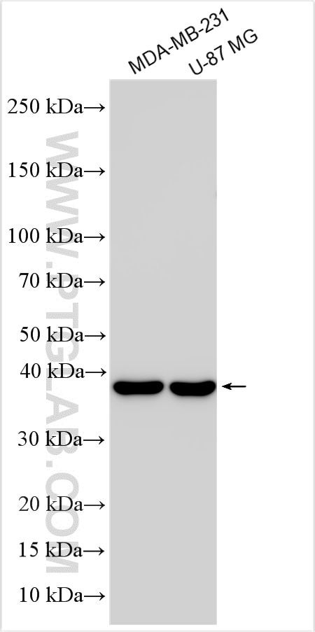 Western Blot (WB) analysis of various lysates using FAM50B Polyclonal antibody (32562-1-AP)