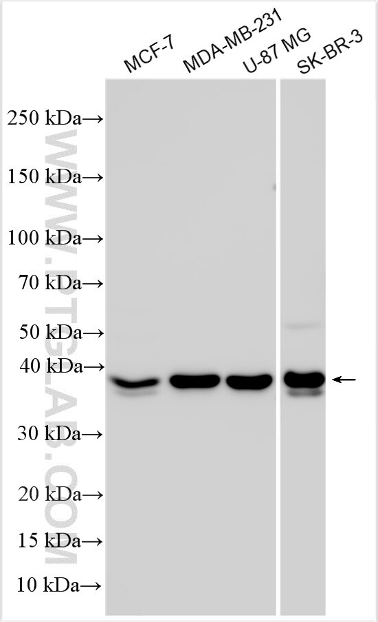 Western Blot (WB) analysis of various lysates using FAM50B Polyclonal antibody (32562-1-AP)