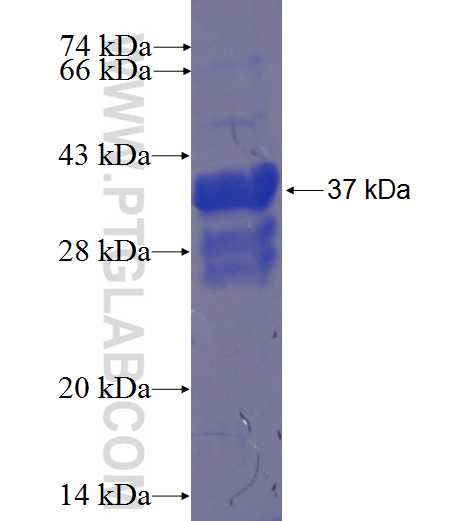 FAM53B fusion protein Ag23469 SDS-PAGE