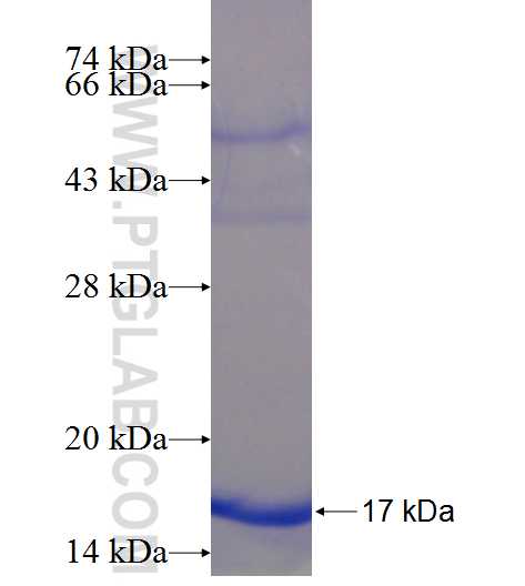 FAM53B fusion protein Ag23482 SDS-PAGE