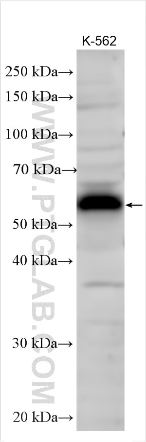 Western Blot (WB) analysis of various lysates using FAM53C Polyclonal antibody (27612-1-AP)