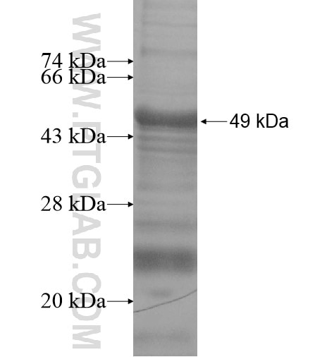 FAM53C fusion protein Ag14219 SDS-PAGE