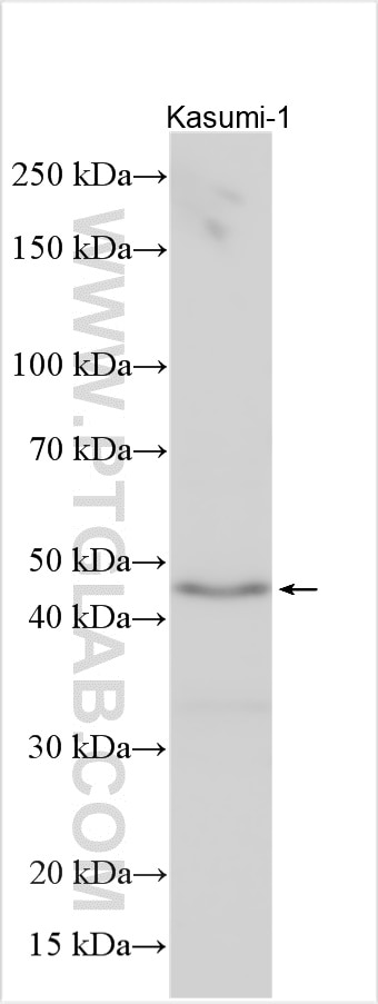 Western Blot (WB) analysis of various lysates using FAM54A Polyclonal antibody (26569-1-AP)