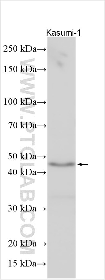 Western Blot (WB) analysis of various lysates using FAM54A Polyclonal antibody (26569-1-AP)