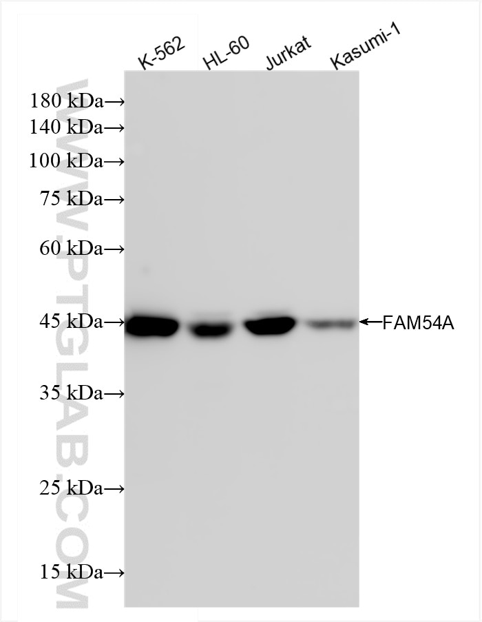 FAM54A