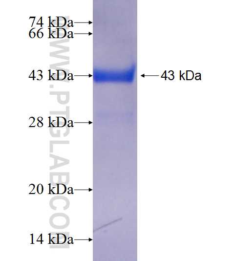FAM54A fusion protein Ag23711 SDS-PAGE
