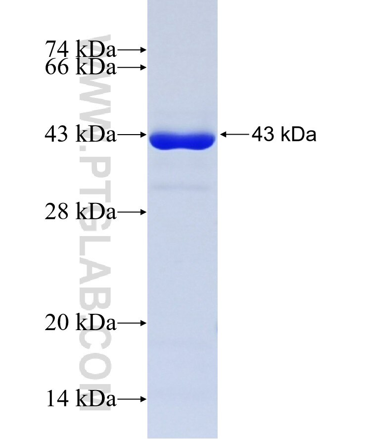 FAM54A fusion protein Ag23711 SDS-PAGE