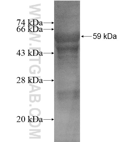 FAM55A fusion protein Ag15021 SDS-PAGE