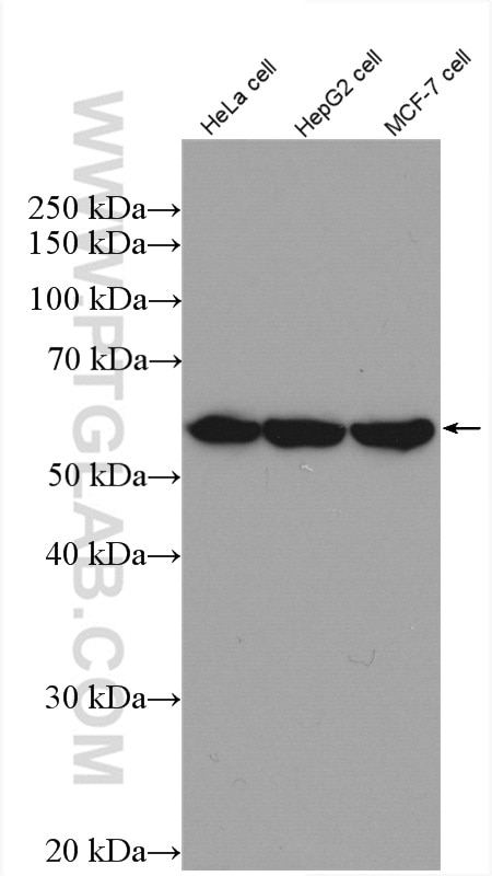 Western Blot (WB) analysis of various lysates using FAM55B Polyclonal antibody (27877-1-AP)