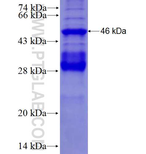 FAM55B fusion protein Ag27351 SDS-PAGE