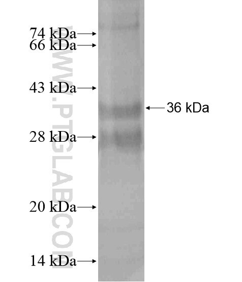 FAM55B fusion protein Ag20446 SDS-PAGE
