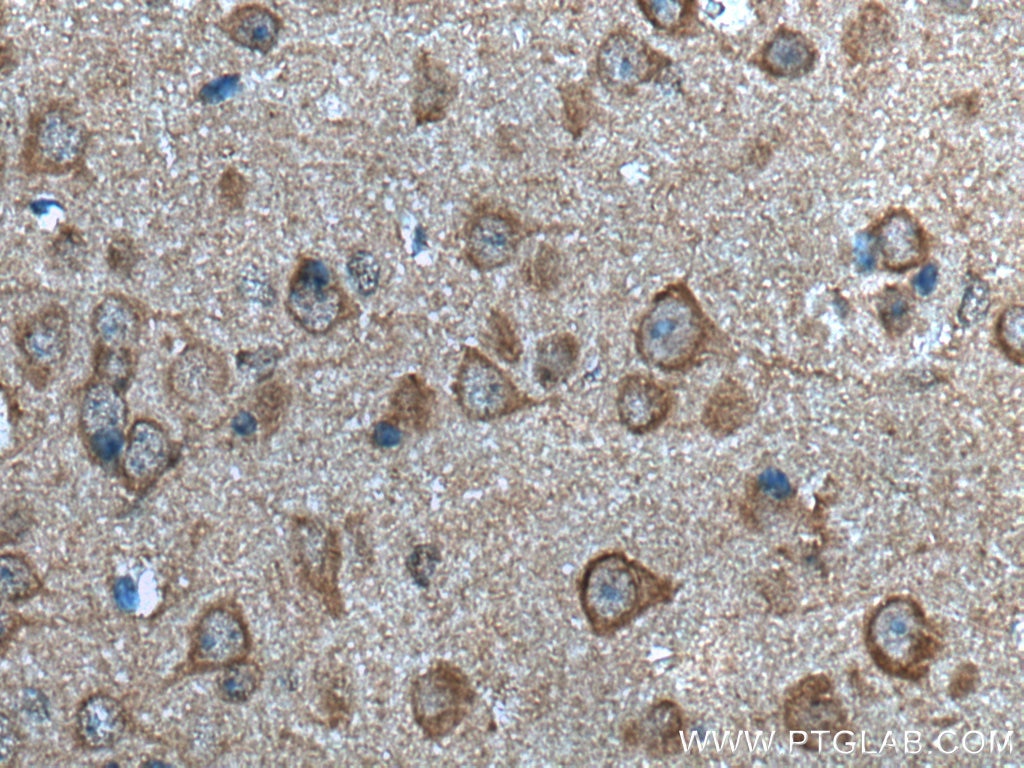 Immunohistochemistry (IHC) staining of mouse brain tissue using FAM57B Polyclonal antibody (20760-1-AP)