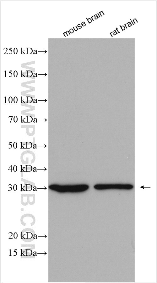 Western Blot (WB) analysis of various lysates using FAM57B Polyclonal antibody (20760-1-AP)