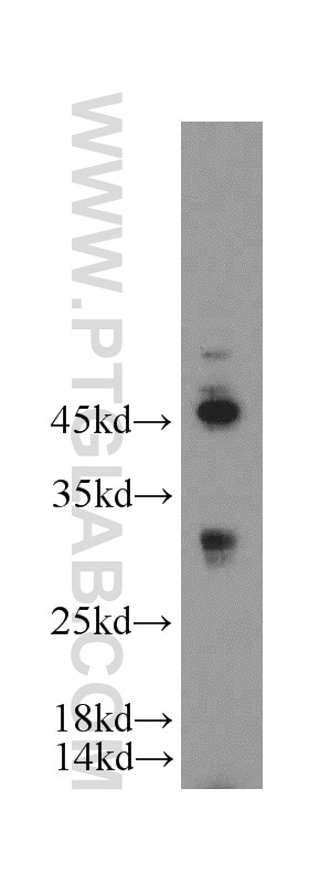 Western Blot (WB) analysis of HeLa cells using FAM57B Polyclonal antibody (20760-1-AP)