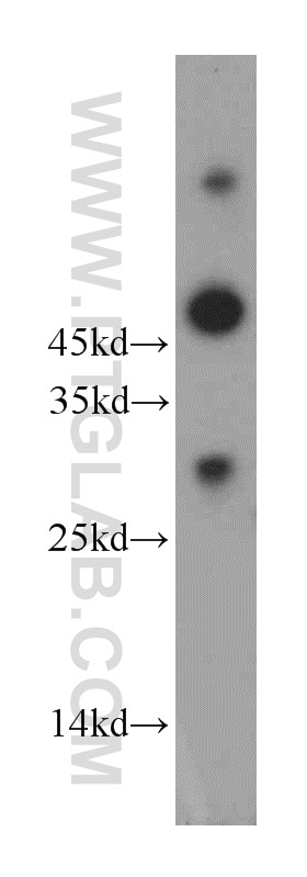 Western Blot (WB) analysis of mouse brain tissue using FAM57B Polyclonal antibody (20760-1-AP)