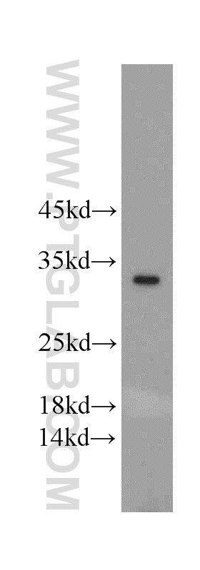 Western Blot (WB) analysis of mouse colon tissue using FAM57B Polyclonal antibody (20760-1-AP)