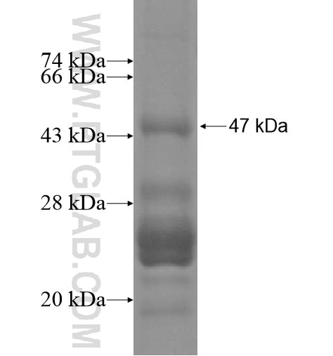 FAM5B fusion protein Ag15365 SDS-PAGE