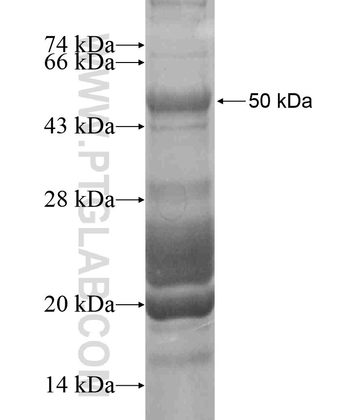 FAM5C fusion protein Ag18455 SDS-PAGE