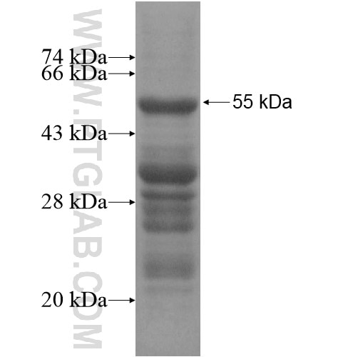 FAM60A fusion protein Ag14288 SDS-PAGE