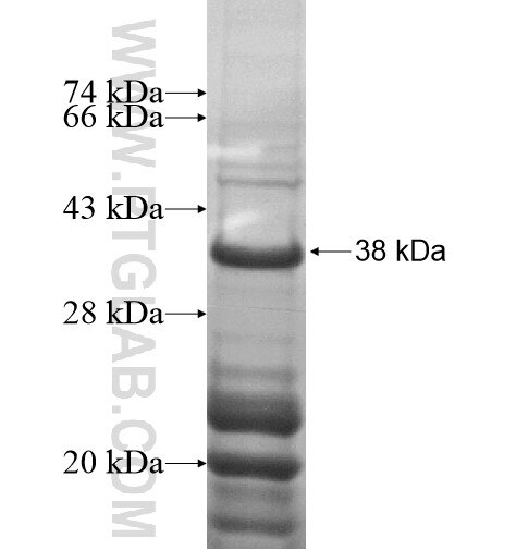 FAM60A fusion protein Ag14491 SDS-PAGE