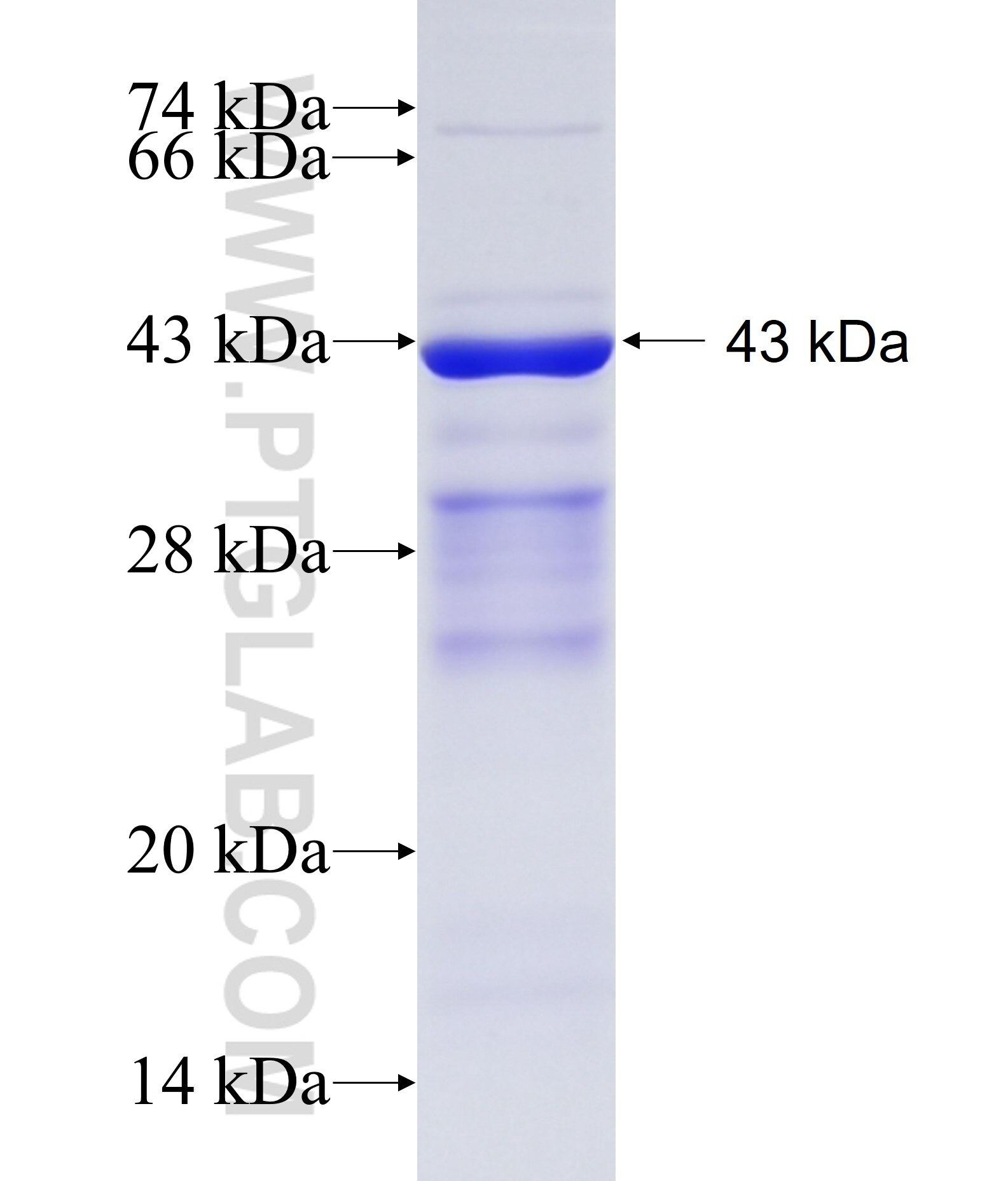 FAM62A fusion protein Ag16840 SDS-PAGE