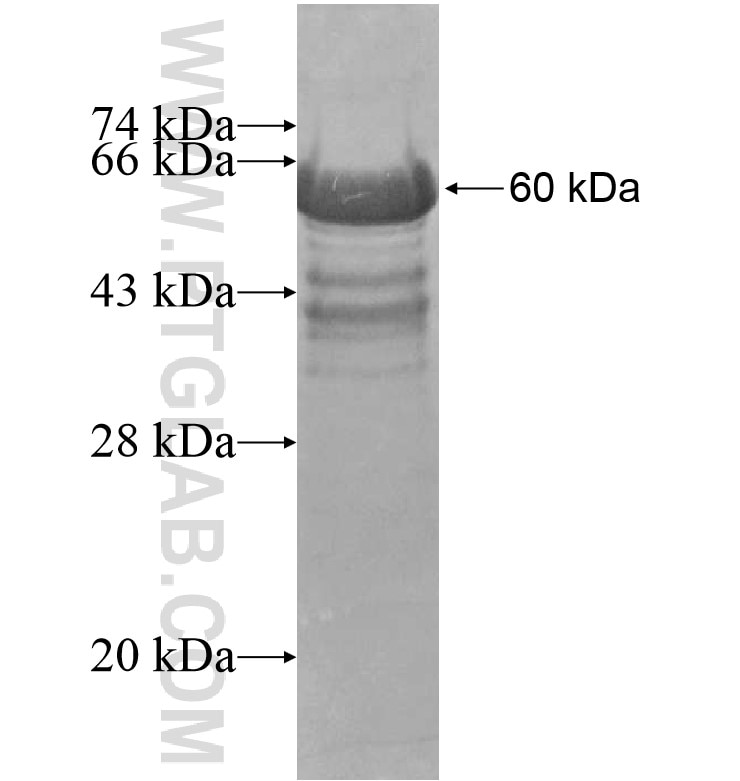 FAM63A fusion protein Ag16177 SDS-PAGE