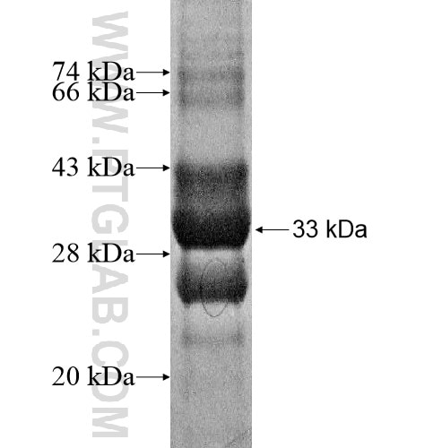 FAM64A fusion protein Ag14199 SDS-PAGE