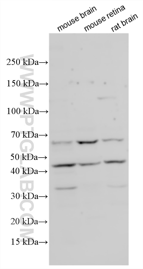 Western Blot (WB) analysis of various lysates using FAM69C Polyclonal antibody (32720-1-AP)