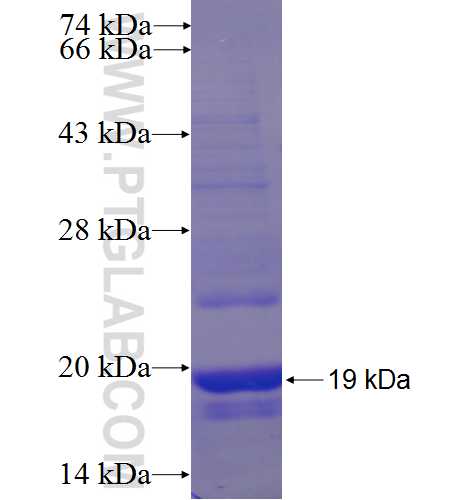 FAM70B fusion protein Ag23896 SDS-PAGE