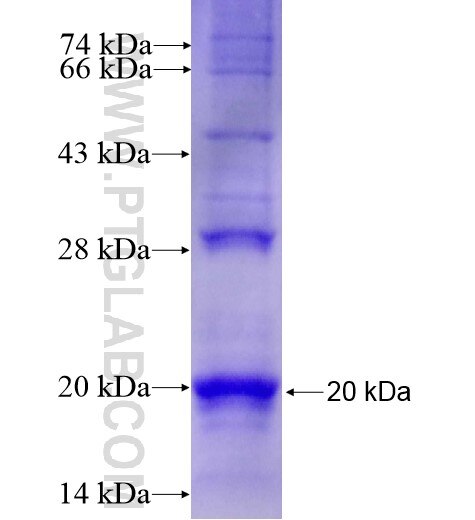 FAM71F1 fusion protein Ag15981 SDS-PAGE