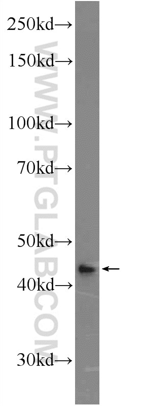 Western Blot (WB) analysis of mouse liver tissue using FAM71F2 Polyclonal antibody (24286-1-AP)