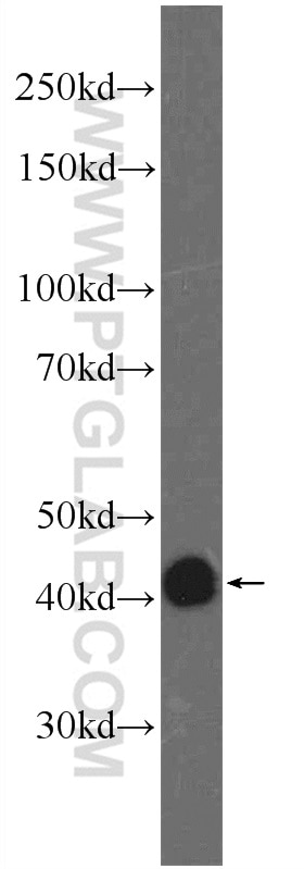 Western Blot (WB) analysis of PC-3 cells using FAM71F2 Polyclonal antibody (24286-1-AP)