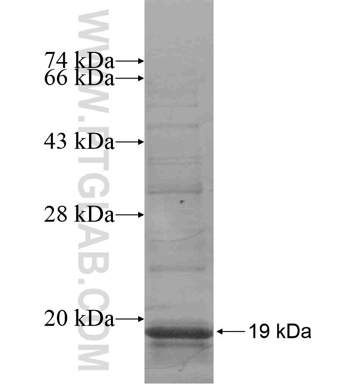 FAM71F2 fusion protein Ag16874 SDS-PAGE