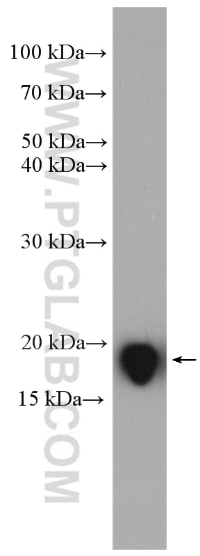 Western Blot (WB) analysis of HeLa cells using FAM72 Polyclonal antibody (21203-1-AP)