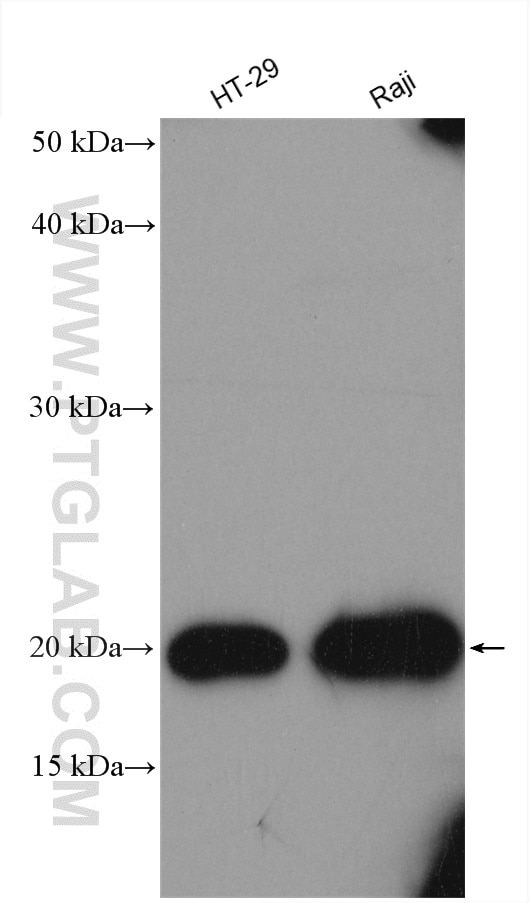 Western Blot (WB) analysis of various lysates using FAM72 Polyclonal antibody (21203-1-AP)