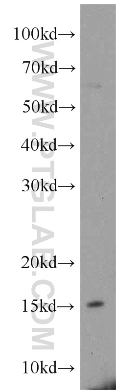 Western Blot (WB) analysis of mouse spleen tissue using FAM72 Polyclonal antibody (21203-1-AP)