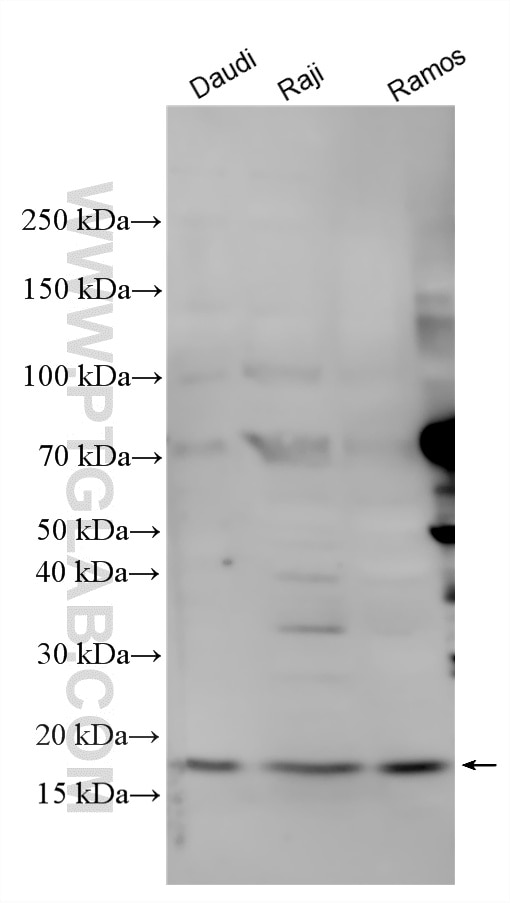 Western Blot (WB) analysis of various lysates using FAM72A Polyclonal antibody (33987-1-AP)