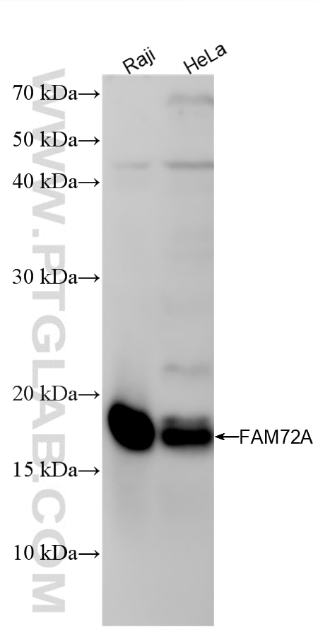 Western Blot (WB) analysis of various lysates using FAM72A Recombinant monoclonal antibody (87597-1-RR)