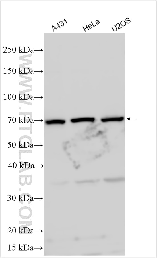 Western Blot (WB) analysis of various lysates using FAM73B Polyclonal antibody (29811-1-AP)