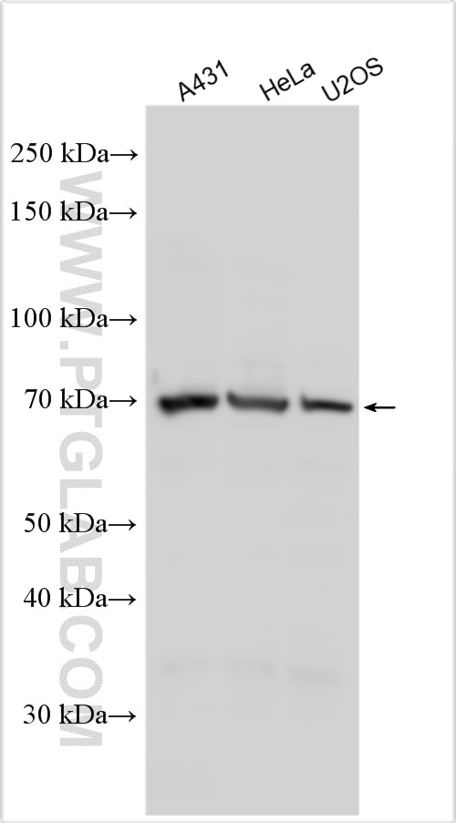 Western Blot (WB) analysis of various lysates using MIGA2/FAM73B Polyclonal antibody (29811-1-AP)