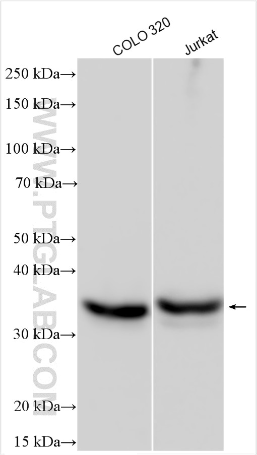 Western Blot (WB) analysis of various lysates using FAM76A Polyclonal antibody (20863-1-AP)