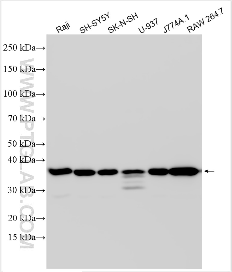 WB analysis using 32882-1-AP (same clone as 32882-1-PBS) Western Blot (WB) analysis of various lysates using FAM76B Polyclonal antibody (32882-1-AP)