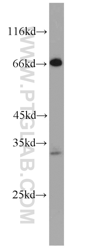 Western Blot (WB) analysis of HepG2 cells using FAM78A Polyclonal antibody (21038-1-AP)